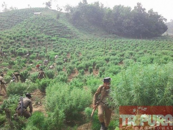 Massive Ganja Plantations worth Rs 35 crores destroyed by SDM,BSF joint team